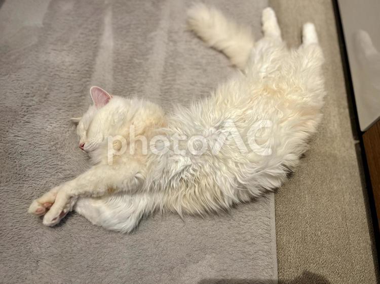 のびのび昼寝する白い猫 猫,ホワイト,ふわふわの写真素材