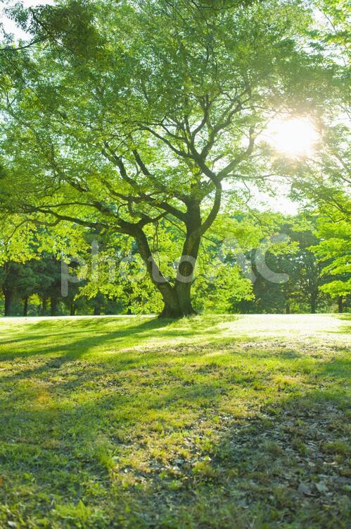 緑の木　太陽光 木,公園,森の写真素材