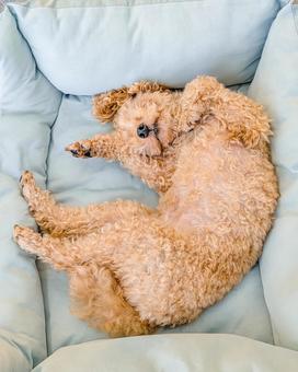 犬用ベッドで爆睡するトイプードル 犬用ベッドで爆睡するトイプードル 犬,寝る,寝転がるの写真素材