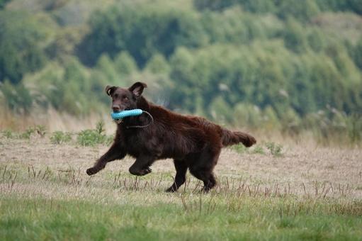 初秋の草原を駆け抜ける 初秋の草原を駆け抜ける 犬,大型犬,レトリーバーの写真素材