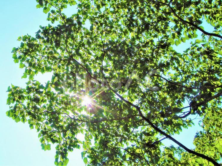 新緑から漏れる太陽の光 木漏れ日,葉,枝の写真素材