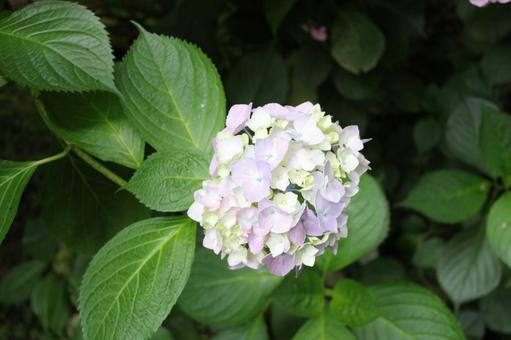 Hydrangea 46, JPG