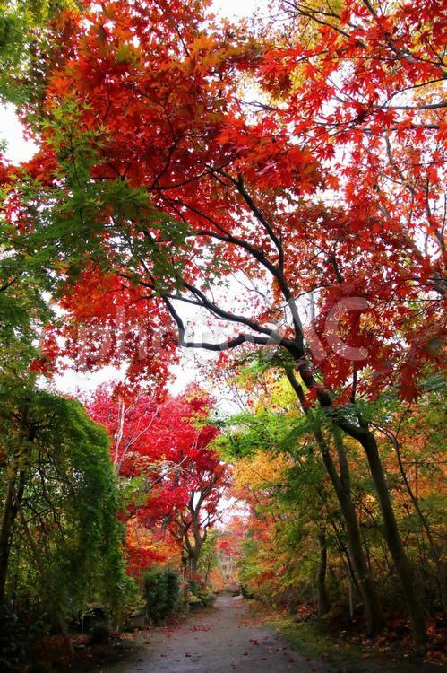 紅葉② もみじ,紅葉,秋の写真素材