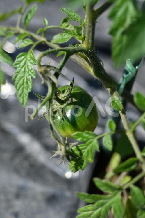 まだまだなトマト トマト,野菜,食べ物の写真素材