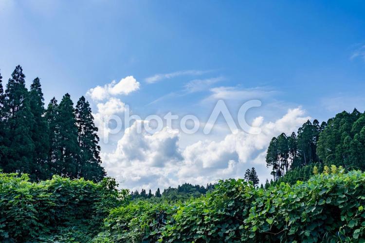 夏の青空と白い雲 青空,空,雲の写真素材