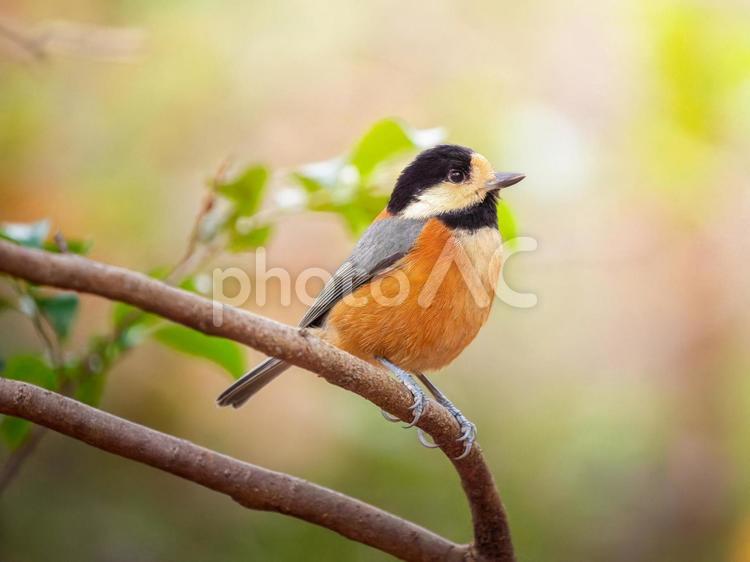 枝にとまるヤマガラ ヤマガラ,野鳥,鳥の写真素材