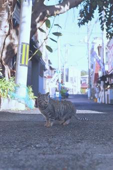 猫 猫の写真
