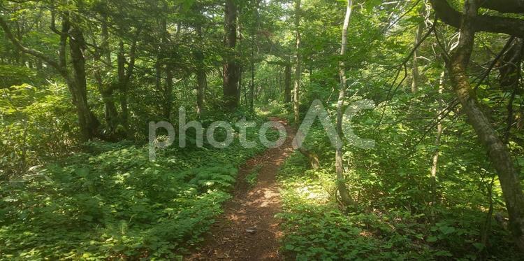 木漏れ日のトレイル 登山,トレイル,ハイキングの写真素材