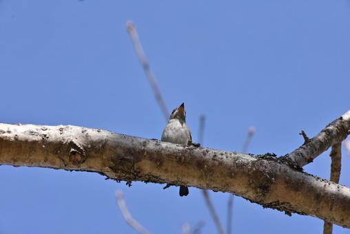 コサメビタキ コサメビタキ コサメビタキ,野鳥,小鳥の写真素材