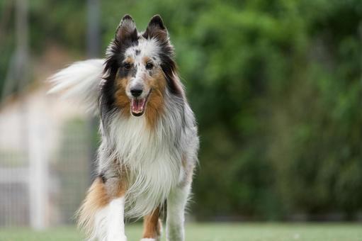 シェルティのポートレート 犬,シェルティ,シェットランドシープドッグの写真素材