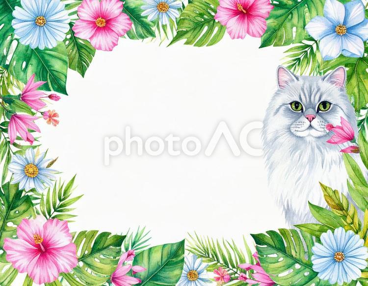ペルシャ猫と花のフレーム 猫,花,メッセージカードの写真素材