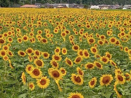 ひまわり畑 ひまわり畑の写真