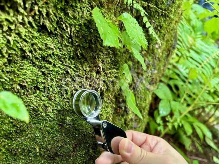 ルーペで山の中の植物を観察 ルーペ,観察,探検の写真素材