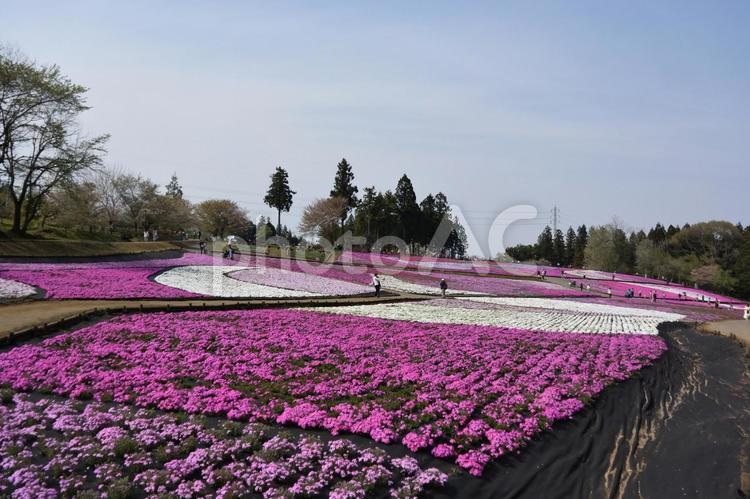 芝桜のある風景 芝桜,羊山公園,埼玉県の写真素材