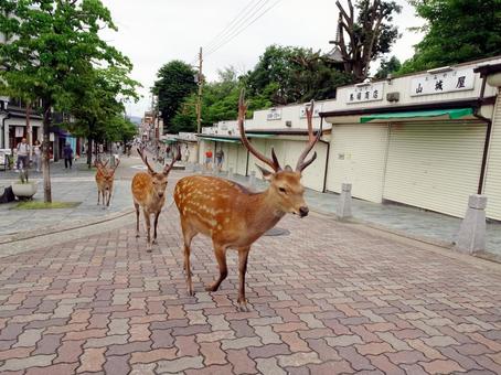 Deer parading through the streets of Nara, JPG