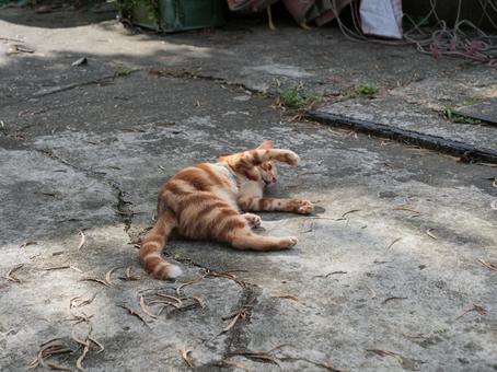 香港 街中で遊ぶ猫 香港 街中で遊ぶ猫の写真