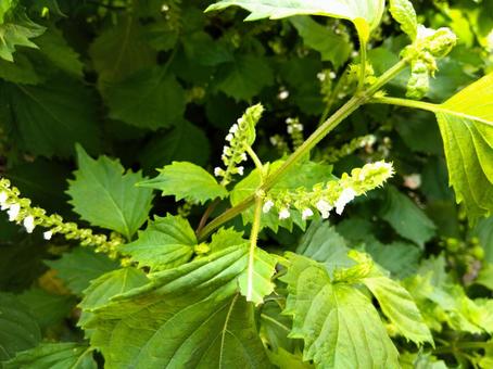 紫蘇の花 紫蘇の花 シソ,花,紫蘇の写真素材
