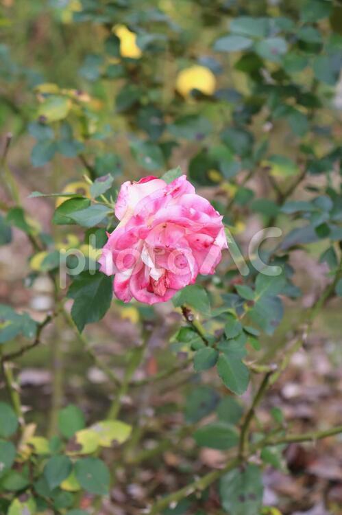 ドイツ生まれのピンクの薔薇、ニコール 薔薇,花,植物の写真素材
