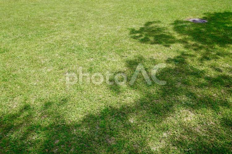 芝生の木陰、背景素材、テクスチャ  芝生,日陰,木陰の写真素材