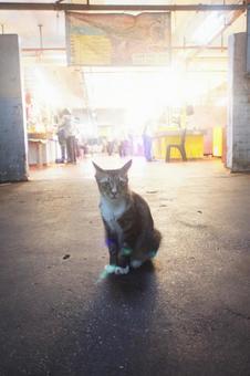 Photo, cat, market, concrete, 