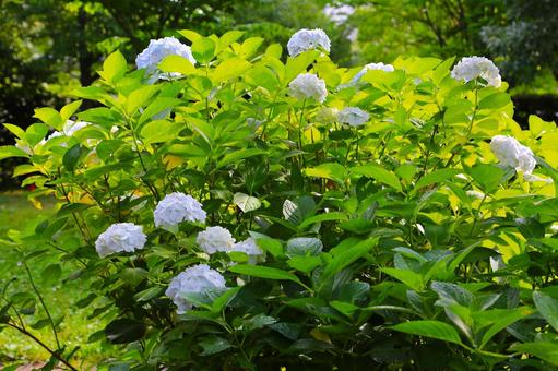 アジサイ39(横浜市内にて) アジサイ,花,梅雨時の写真素材
