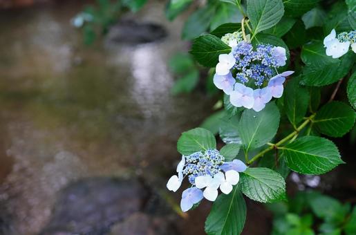 Colorful hydrangeas decorate the waterfront in early summer	, JPG