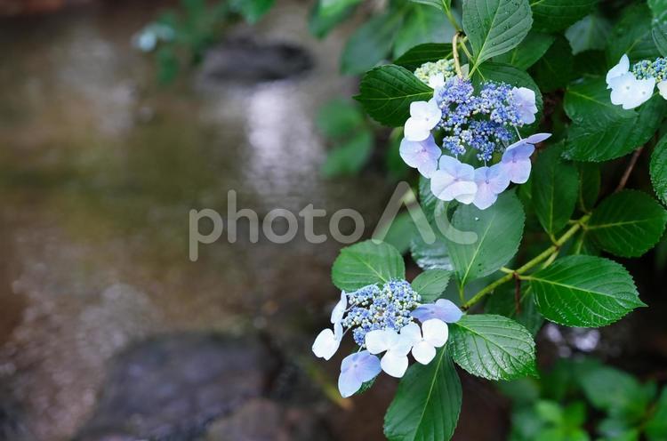 初夏の水辺を彩る色鮮やかな紫陽花	 ガクアジサイ,梅雨,紫陽花の写真素材