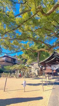 尾道市 艮(うしとら)神社の境内 尾道市 艮(うしとら)神社の境内の写真