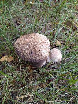 mushrooms, JPG