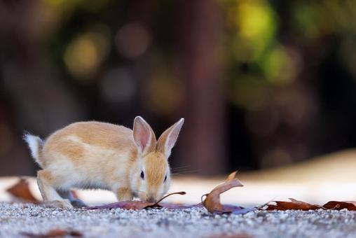 The rabbits of Okunoshima, JPG
