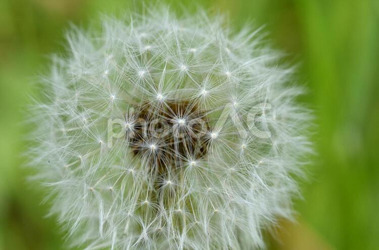 小さな自然 たんぽぽ,自然,マクロ撮影の写真素材