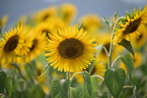 夏の風物詩1 夏の風物詩1 ひまわり,ひまわり畑,太陽の写真素材