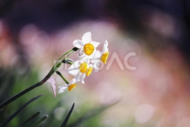 野原に咲くスイセンの花 花,水仙,植物の写真素材