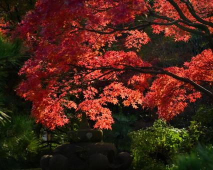 紅葉 紅葉の写真