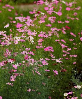 独鈷山のコスモス5 独鈷山のコスモス5の写真