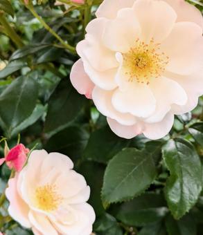 バラ 薔薇 バラ 薔薇の写真