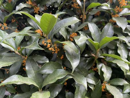 金木犀 金木犀,キンモクセイ,秋の写真素材