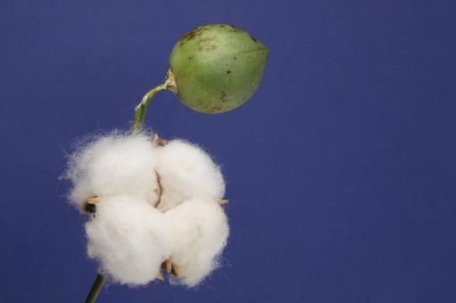 綿花 植物,綿木,綿の花の写真素材