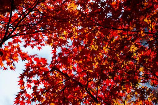 秋晴れの紅葉 紅葉,赤い葉,秋の葉の写真素材