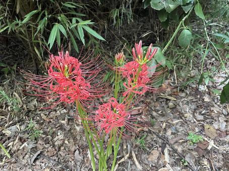 玉川上水のヒガンバナ 玉川上水,ヒガンバナ,秋の写真素材