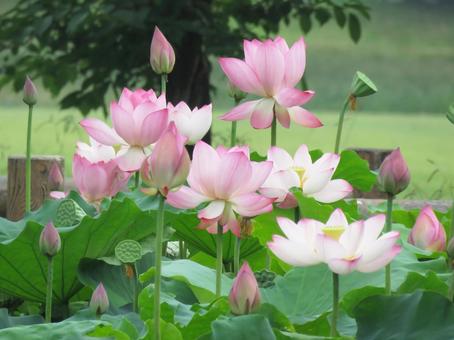 Lotus flower in full bloom, JPG Lotus flower in full bloom, JPG