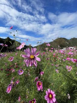 コスモス コスモス 花,自然,夕日の写真素材