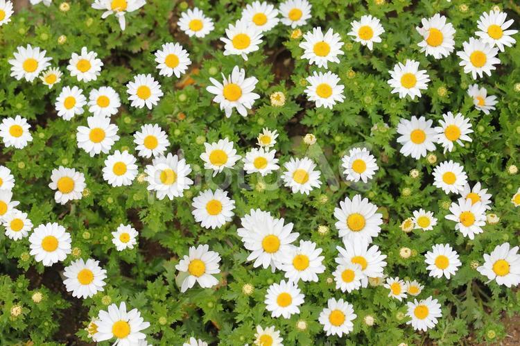 クリサンセム　ノースポールの花畑 植物,自然,コピースペースの写真素材