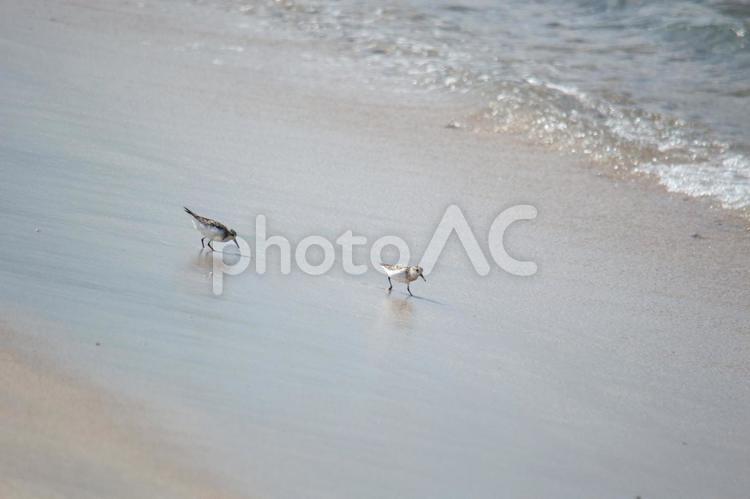 海辺で餌をついばむ当年 鳥,当年,海の写真素材