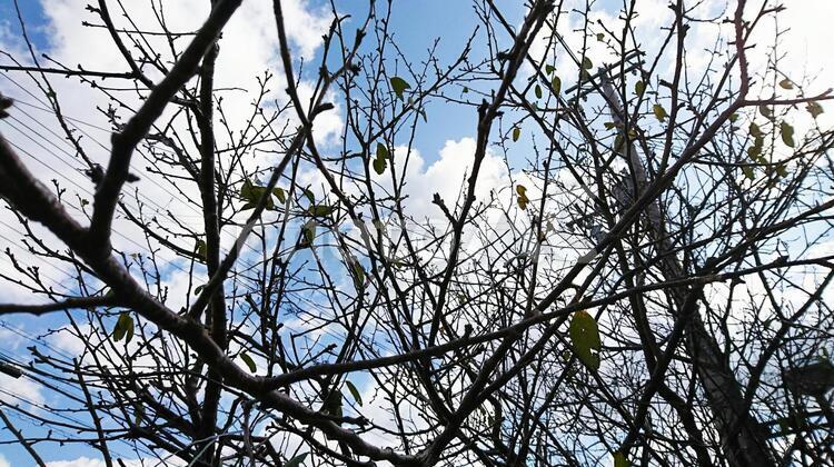 枯れ木と空 枯れ木と空,木,自然の写真素材