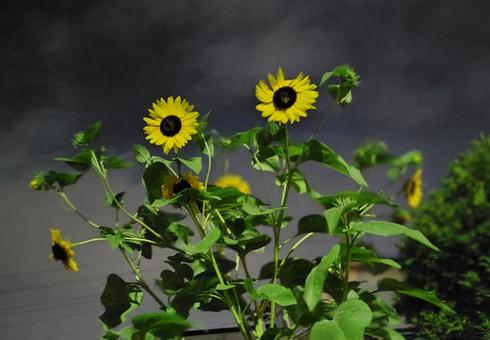 ひまわり ひまわりの写真