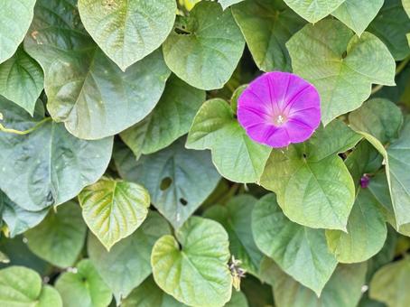 美しい紫色の花 フラワー,花,紫色の写真素材