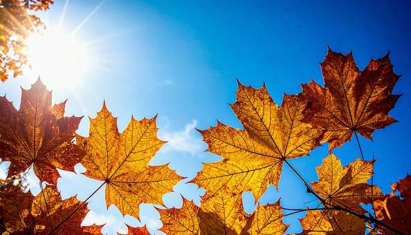 紅葉と青空 紅葉と青空の写真