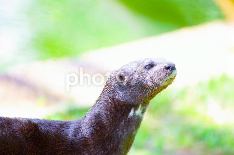 まっすぐとした瞳 カワウソ,動物,可愛いの写真素材