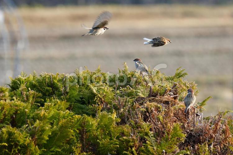 雀の飛び立つ姿で癒される風景③ すずめ,雀,スズメの写真素材